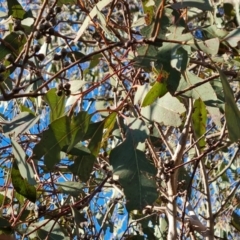 Eucalyptus blakelyi (Blakely's Red Gum) at Red Hill Nature Reserve - 24 Jul 2023 by Mike