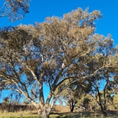 Eucalyptus blakelyi at Red Hill Nature Reserve - 24 Jul 2023 03:31 PM