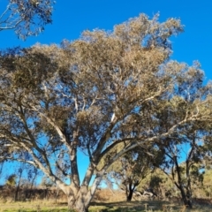 Eucalyptus blakelyi at Garran, ACT - 24 Jul 2023