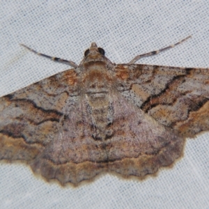 Gastrinodes bitaeniaria at Sheldon, QLD - suppressed