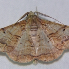 Gastrinodes bitaeniaria at Sheldon, QLD - suppressed