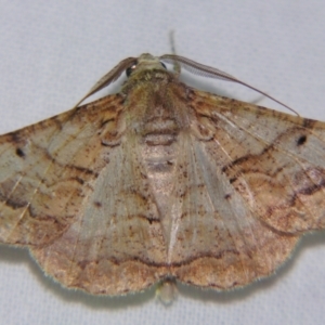 Gastrinodes bitaeniaria at Sheldon, QLD - suppressed