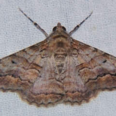 Gastrinodes bitaeniaria at Sheldon, QLD - suppressed