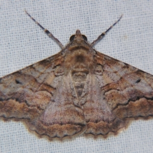 Gastrinodes bitaeniaria at Sheldon, QLD - suppressed