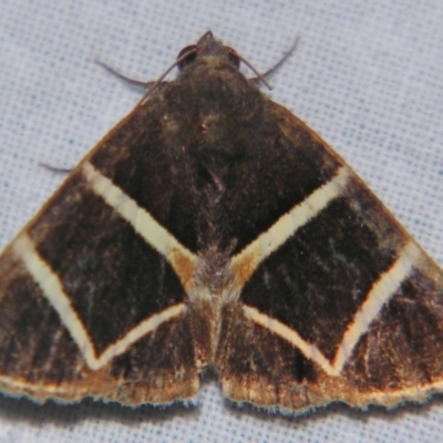 Grammodes (genus) (An Owlet moth (Erebidae)) at Sheldon, QLD - 21 Apr 2007 by PJH123