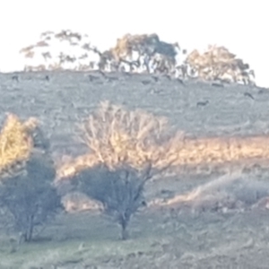 Dama dama at Belconnen, ACT - suppressed