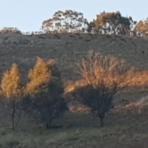 Dama dama at Belconnen, ACT - 24 Jul 2023