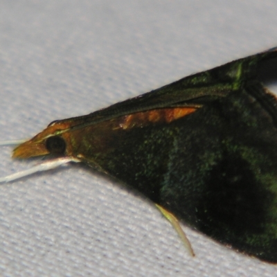 Hemiscopis violacea (A Crambid moth (Odontiinae)) at Sheldon, QLD - 20 Apr 2007 by PJH123