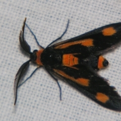 Hestiochora erythrota (A Forester or Burnet moth (Zygaenidae)) at Sheldon, QLD - 20 Apr 2007 by PJH123