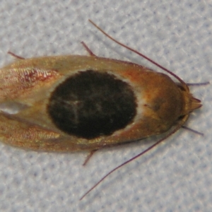 Hoplomorpha abalienella at Sheldon, QLD - suppressed