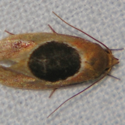 Hoplomorpha abalienella (Hoplomorpha abalienella) at Sheldon, QLD - 21 Apr 2007 by PJH123