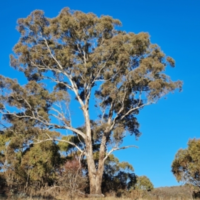 Eucalyptus melliodora (Yellow Box) at Red Hill Nature Reserve - 24 Jul 2023 by Mike