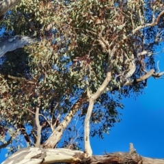 Eucalyptus melliodora at Red Hill Nature Reserve - 24 Jul 2023