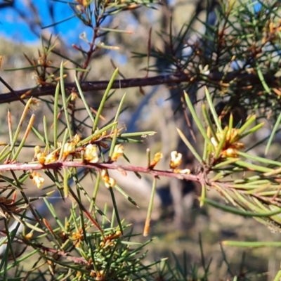 Hakea decurrens subsp. decurrens (Bushy Needlewood) at Red Hill Nature Reserve - 24 Jul 2023 by Mike