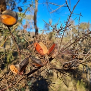 Hakea decurrens subsp. decurrens at Garran, ACT - 24 Jul 2023