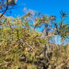 Hakea decurrens subsp. decurrens at Garran, ACT - 24 Jul 2023