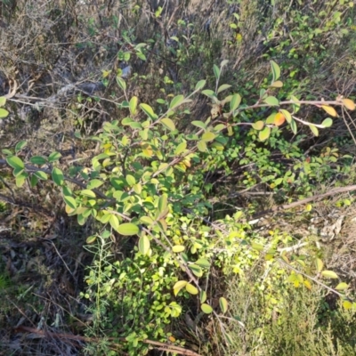 Cotoneaster pannosus (Cotoneaster) at Red Hill Nature Reserve - 24 Jul 2023 by Mike