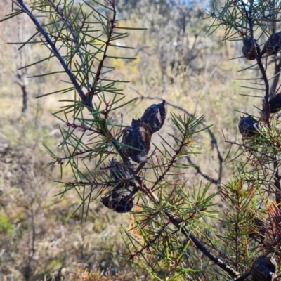 Hakea decurrens subsp. decurrens (Bushy Needlewood) at Red Hill Nature Reserve - 24 Jul 2023 by Mike