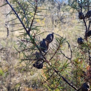 Hakea decurrens subsp. decurrens at Garran, ACT - 24 Jul 2023