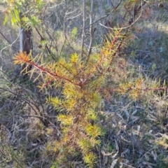 Hakea decurrens subsp. decurrens at Garran, ACT - 24 Jul 2023