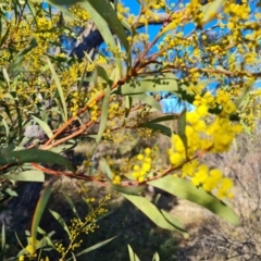 Acacia rubida (Red-stemmed Wattle, Red-leaved Wattle) at Red Hill Nature Reserve - 24 Jul 2023 by Mike