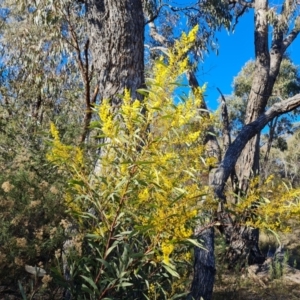 Acacia rubida at Garran, ACT - 24 Jul 2023