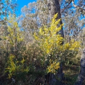 Acacia rubida at Garran, ACT - 24 Jul 2023