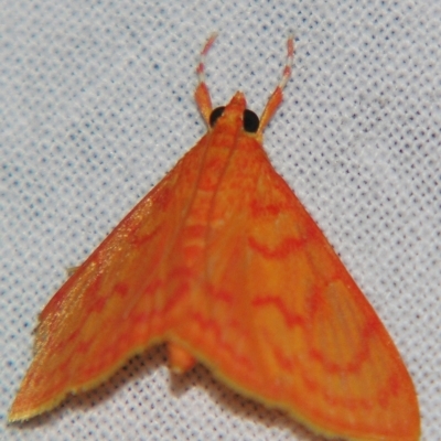 Hyalobathra minialis (A Crambid moth) at Sheldon, QLD - 20 Apr 2007 by PJH123