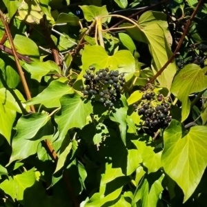 Hedera sp. (helix or hibernica) at Garran, ACT - 24 Jul 2023