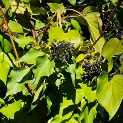 Hedera sp. (helix or hibernica) (Ivy) at Garran, ACT - 24 Jul 2023 by Mike