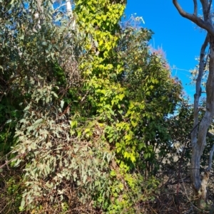 Hedera sp. (helix or hibernica) at Garran, ACT - 24 Jul 2023 02:48 PM