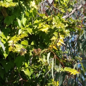 Hedera sp. (helix or hibernica) at Garran, ACT - 24 Jul 2023