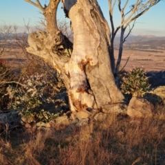 Eucalyptus globulus subsp. bicostata (Southern Blue Gum, Eurabbie) at Jerrabomberra, ACT - 22 Jul 2023 by Mike