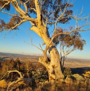 Eucalyptus globulus subsp. bicostata at Jerrabomberra, ACT - 22 Jul 2023
