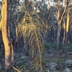 Allocasuarina verticillata (Drooping Sheoak) at Symonston, ACT - 22 Jul 2023 by Mike