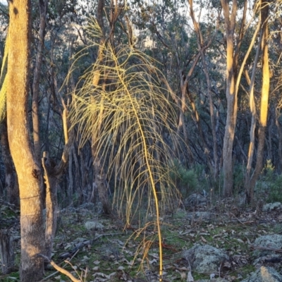 Allocasuarina verticillata (Drooping Sheoak) at Symonston, ACT - 22 Jul 2023 by Mike