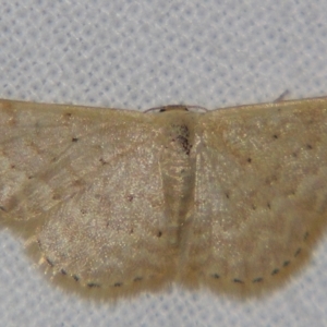 Idaea philocosma at Sheldon, QLD - 20 Apr 2007