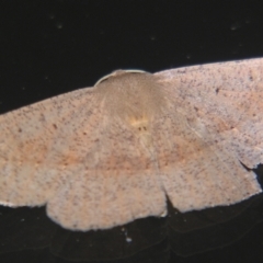 Idiodes apicata (Bracken Moth) at Sheldon, QLD - 20 Apr 2007 by PJH123