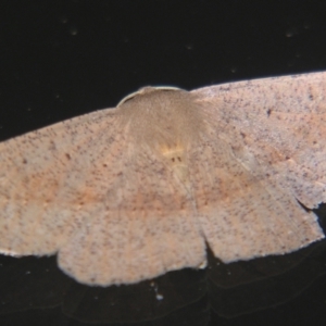 Idiodes apicata at Sheldon, QLD - suppressed