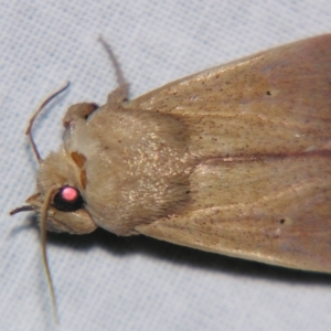 Leucania abdominalis at Sheldon, QLD - suppressed