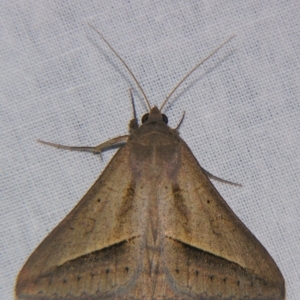 Mocis frugalis at Sheldon, QLD - suppressed