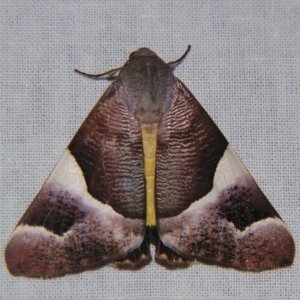 Niceteria macrocosma at Sheldon, QLD - suppressed