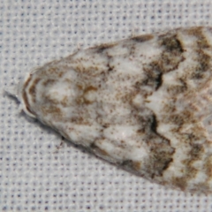 Nola fasciata (A Noctuid moth (Nolidae)) at Sheldon, QLD - 20 Apr 2007 by PJH123