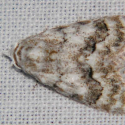 Nola fasciata (A Noctuid moth (Nolidae)) at Sheldon, QLD - 20 Apr 2007 by PJH123