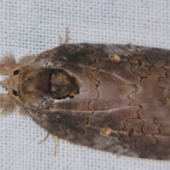 Ochthophora sericina (A Noctuid moth (Nolidae)) at Sheldon, QLD - 20 Apr 2007 by PJH123