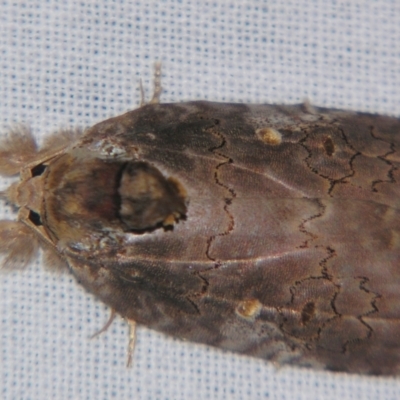 Ochthophora sericina (A Noctuid moth (Nolidae)) at Sheldon, QLD - 20 Apr 2007 by PJH123