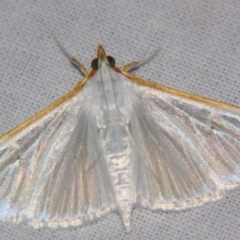 Palpita austrounionalis (Australian Jasmine Moth) at Sheldon, QLD - 20 Apr 2007 by PJH123