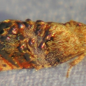 Peritropha oligodrachma at Sheldon, QLD - suppressed