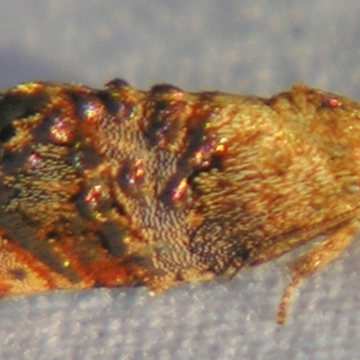 Peritropha oligodrachma (A twig moth) at Sheldon, QLD - 20 Apr 2007 by PJH123
