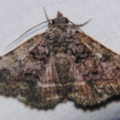 Praxis dirigens (An Erebid moth) at Sheldon, QLD - 20 Apr 2007 by PJH123